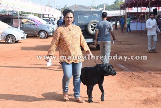 Dog Show 2